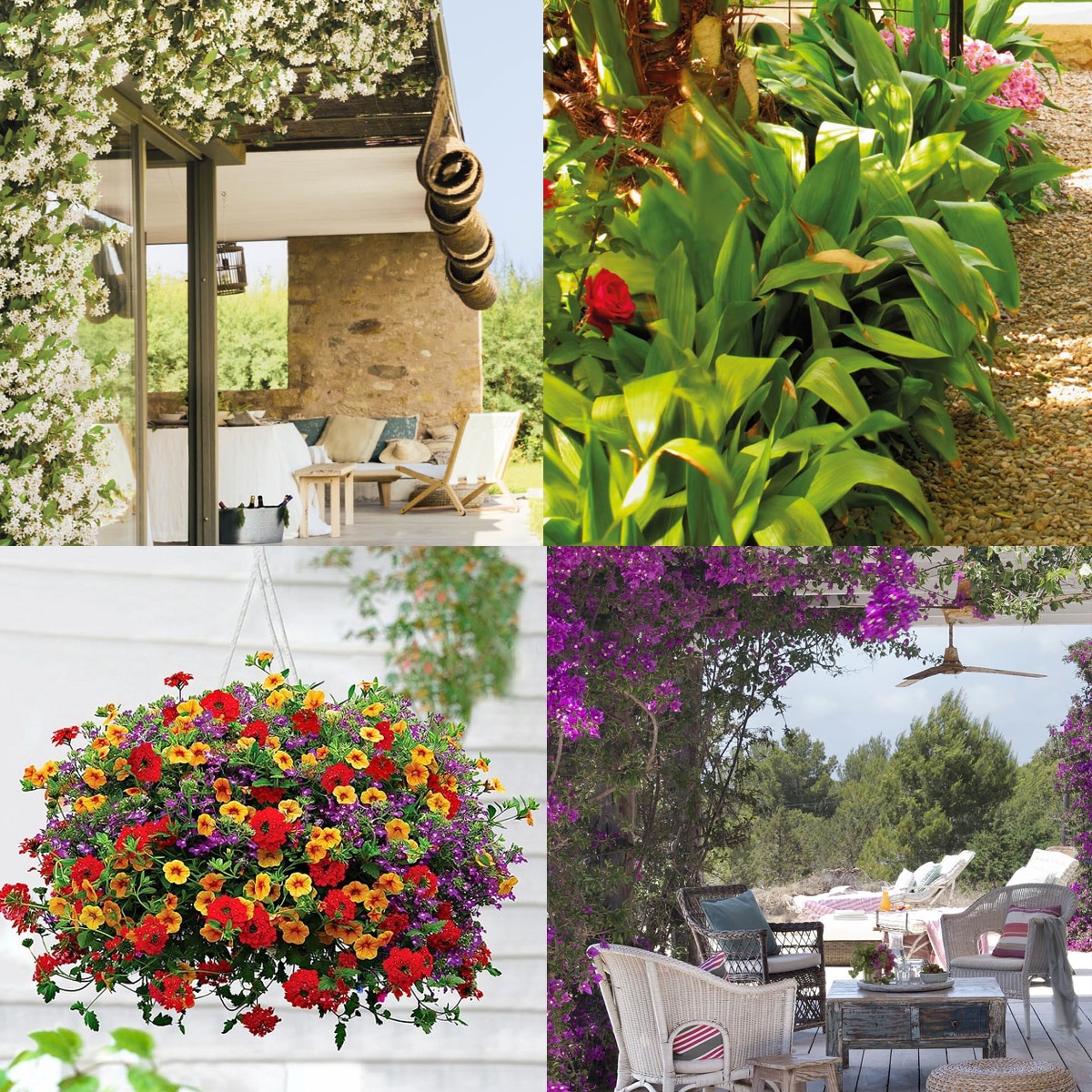 plantas de exterior para jardin