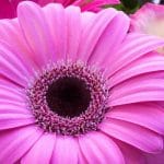 enviar flores a domicilio