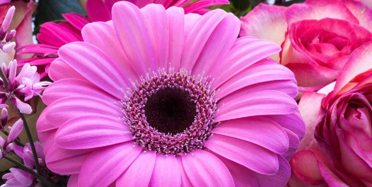 enviar flores a domicilio