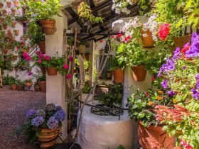 Las Mejores Plantas para Plantar en Primavera