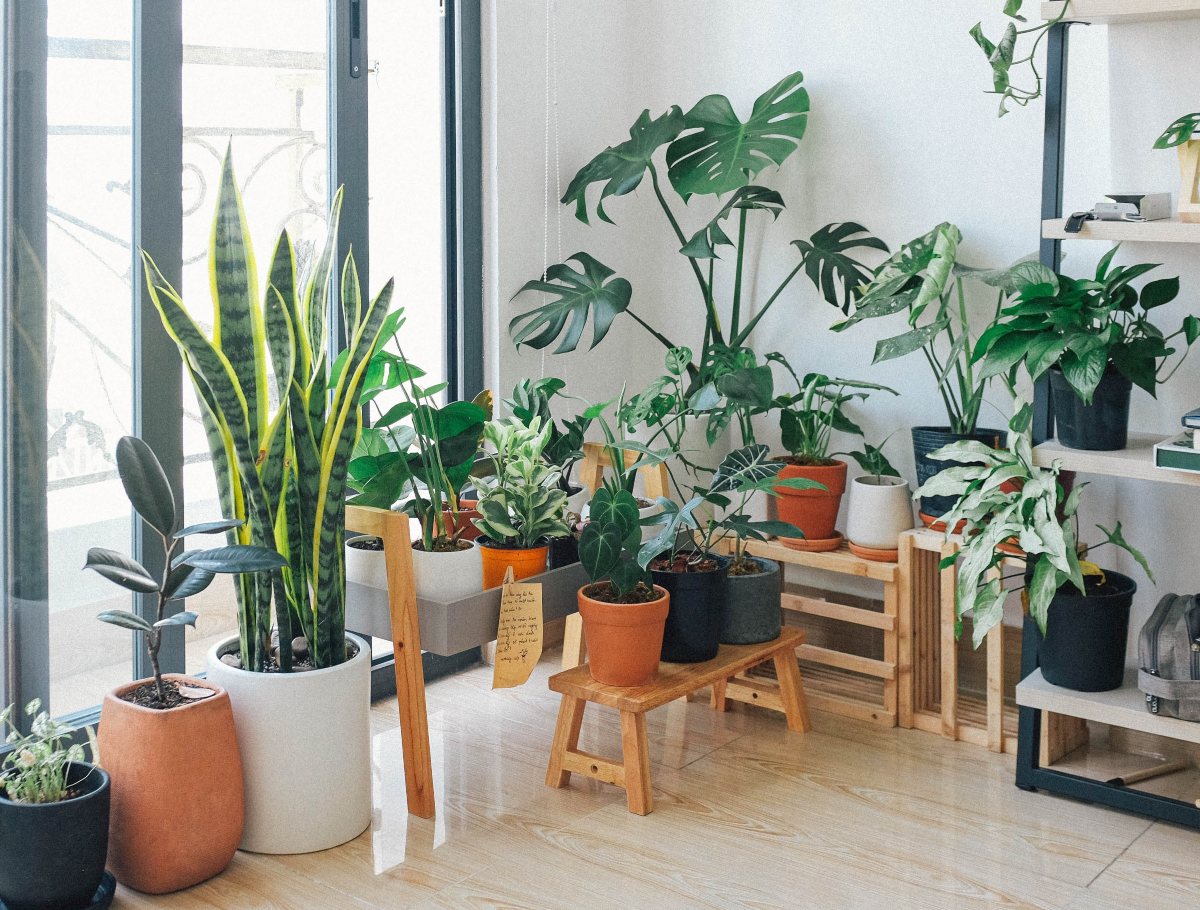 Garden room: Nueva tendencia de decoración con plantas