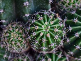 decorar jardin con plantas