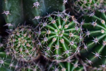 decorar jardin con plantas