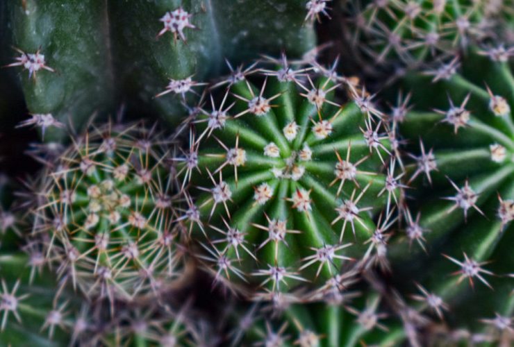 decorar jardin con plantas