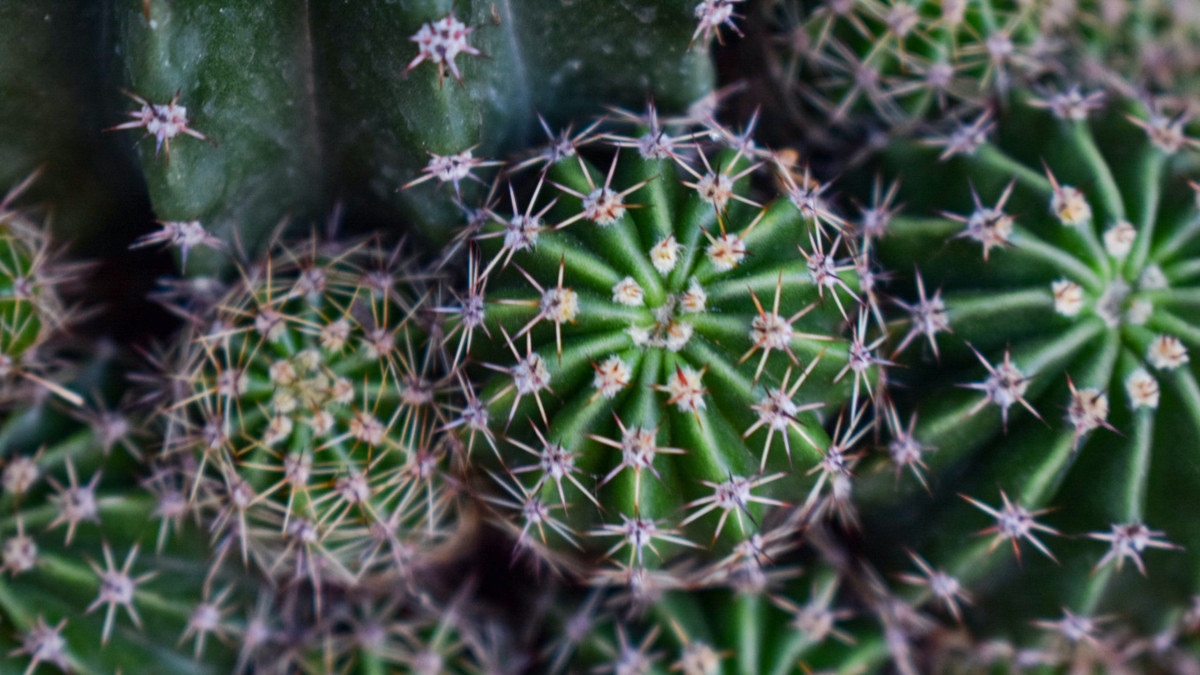 decorar jardin con plantas
