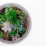 pasos para crear un terrario de cactus y suculentas