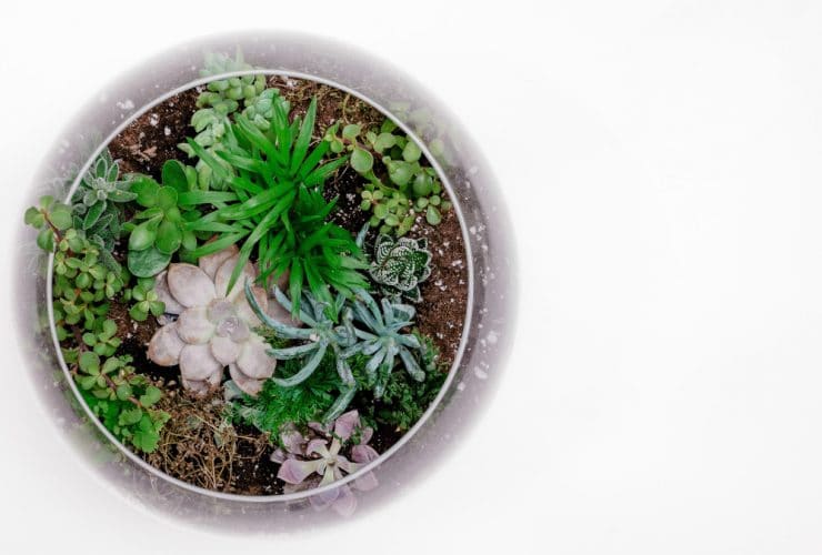 pasos para crear un terrario de cactus y suculentas
