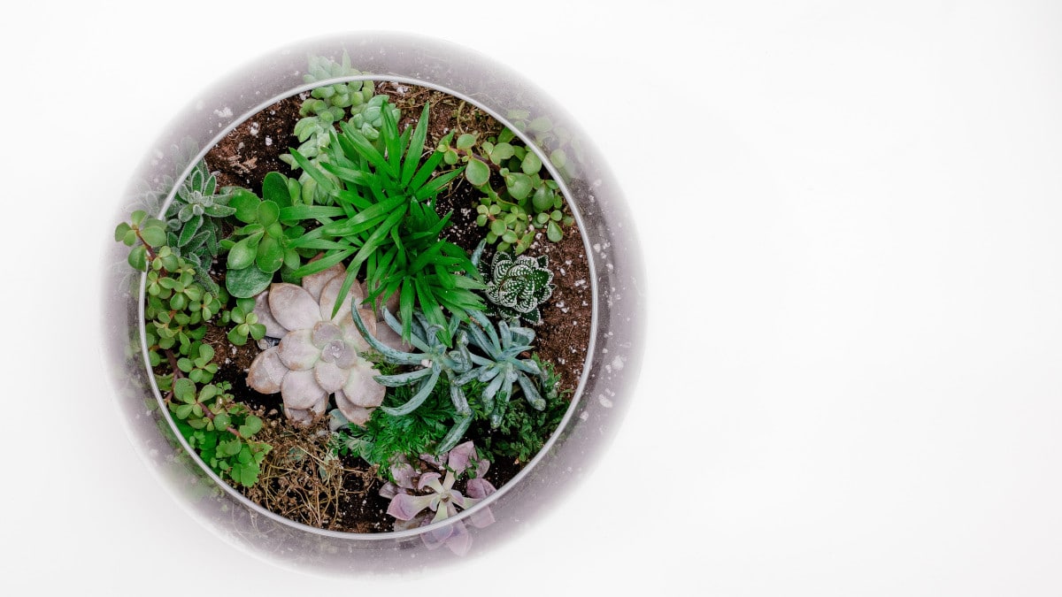pasos para crear un terrario de cactus y suculentas