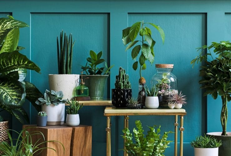 Plantas de interior que más sobreviven