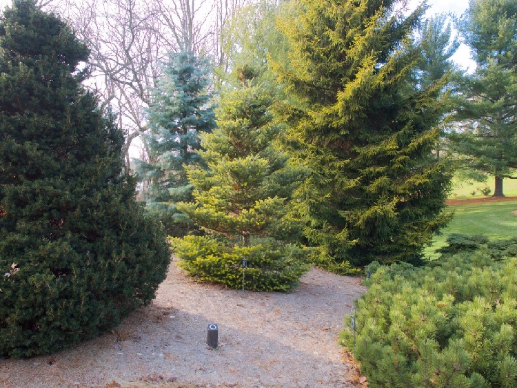 Ejemplo de plantas de Navidad
