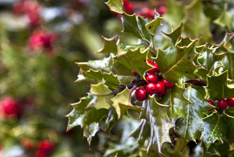 Ejemplo de plantas de Navidad Ejemplo de plantas de Navidad