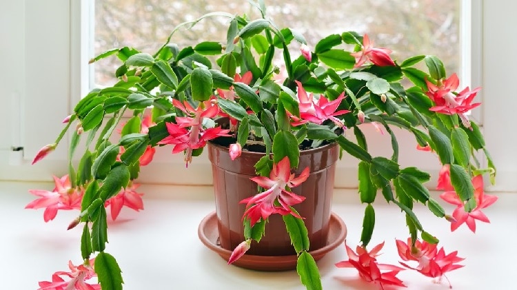 Ejemplo de plantas de Navidad Ejemplo de plantas de Navidad