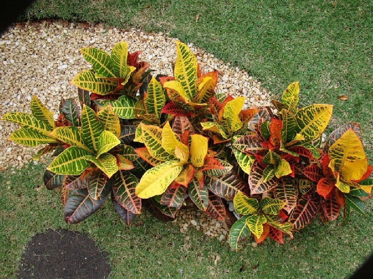 Ejemplo de plantas de Navidad Ejemplo de plantas de Navidad