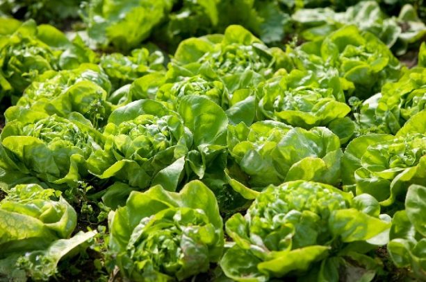 lechuga en noviembre