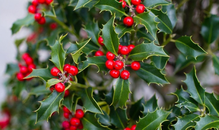 Ejemplo de plantas de Navidad Ejemplo de plantas de Navidad