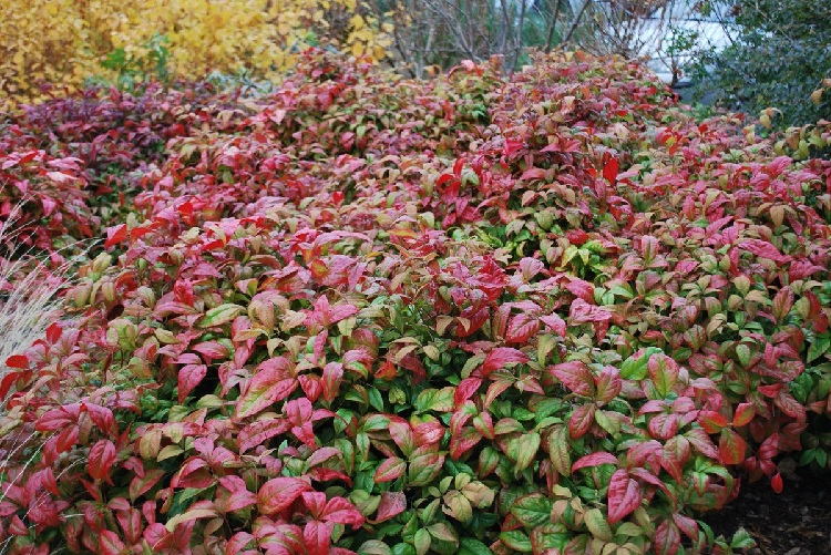 Ejemplo de plantas de Navidad Ejemplo de plantas de Navidad