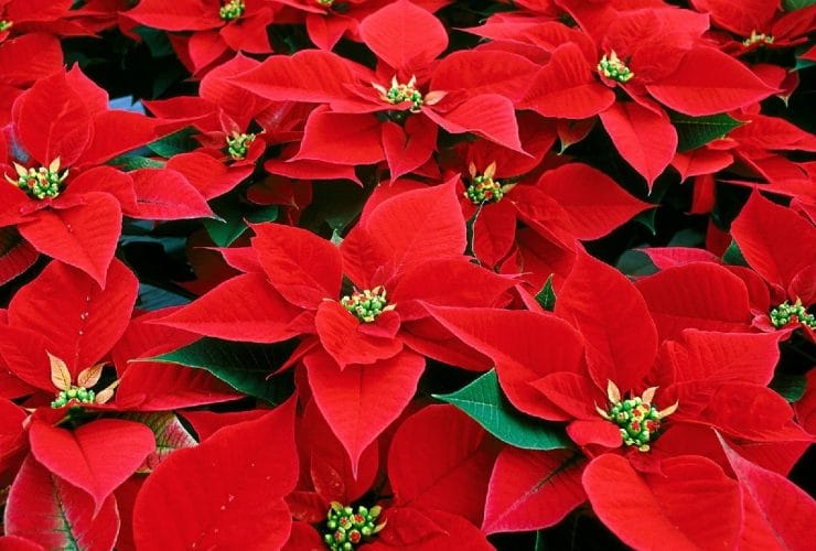 Plantas de Navidad