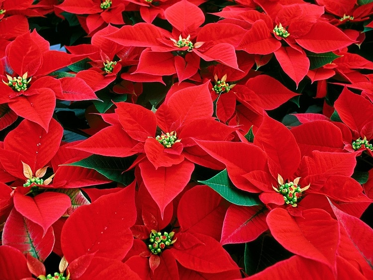 Ejemplo de plantas de Navidad Ejemplo de plantas de Navidad
