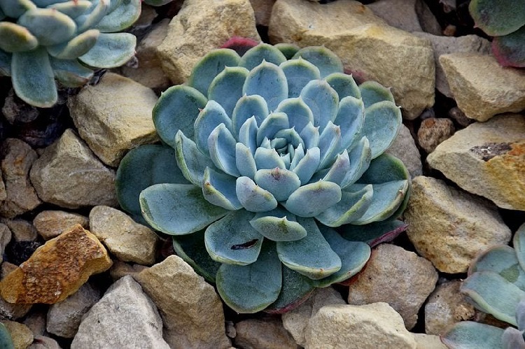 Ejemplo de plantas de Navidad Ejemplo de plantas de Navidad