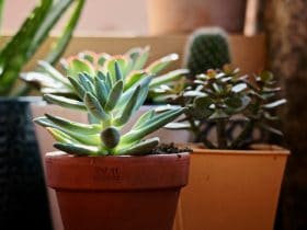 planta-facil-cuidado