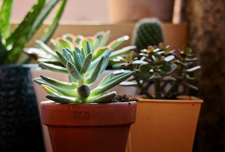 planta-facil-cuidado
