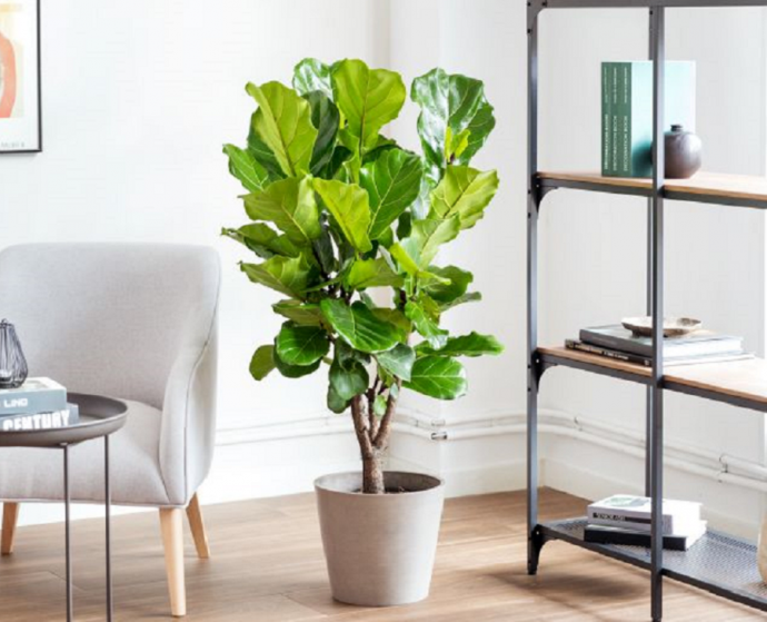 como-decorar-con-ficus-lyrata