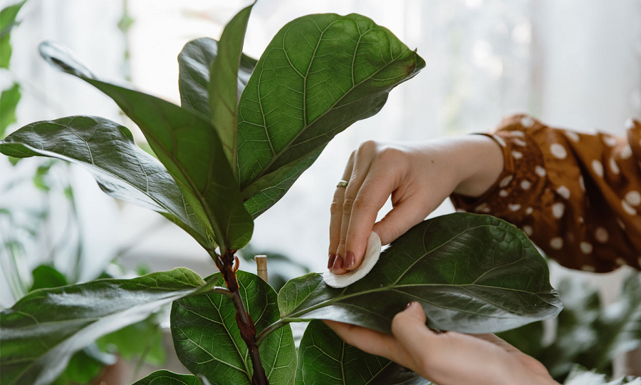 como cuidar la planta ficus lyrata que cuidados necesita la ficus lyrata