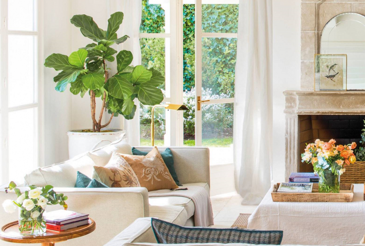 como decorar el interior con ficus lyrata