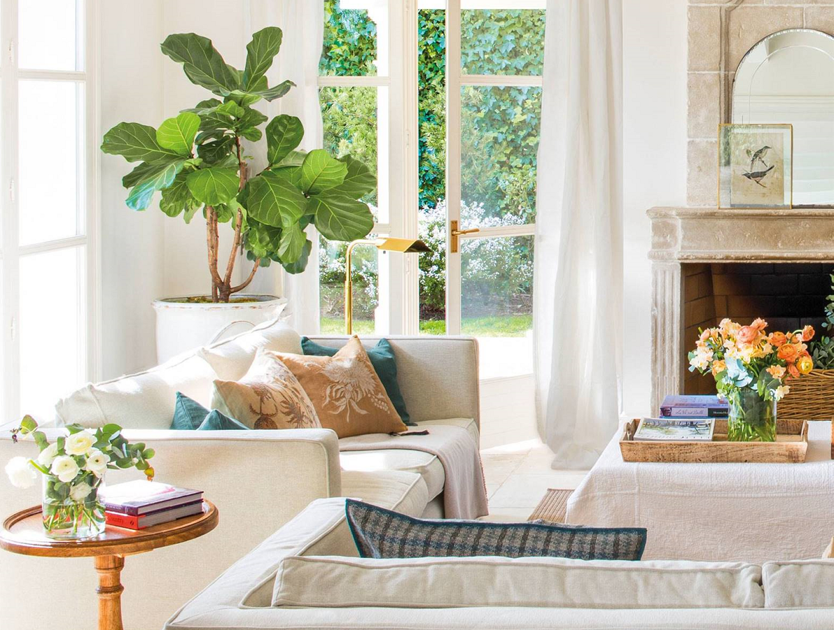 como decorar el interior con ficus lyrata