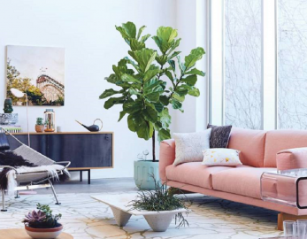ficus-lyrata-decorar