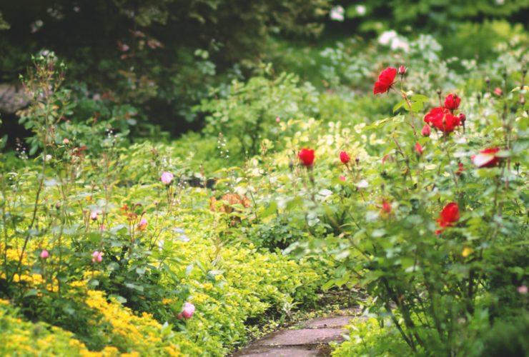 consejos para cuidar el jardin