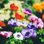 como tener un jardin bonito y cuidado