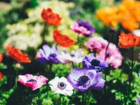 como tener un jardin bonito y cuidado