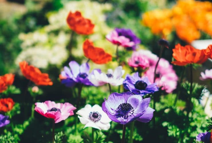 como tener un jardin bonito y cuidado