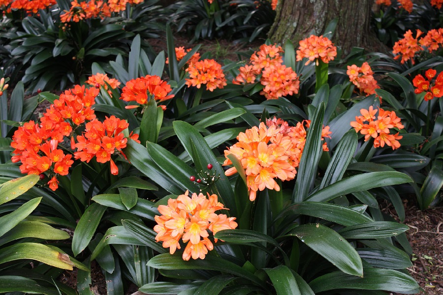 plantas con flores plantas con flores