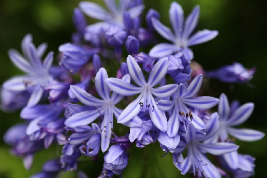 plantas con flores plantas con flores