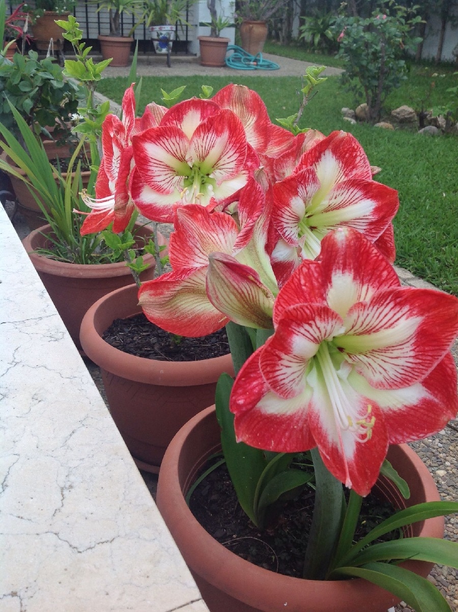 plantas con flores plantas con flores