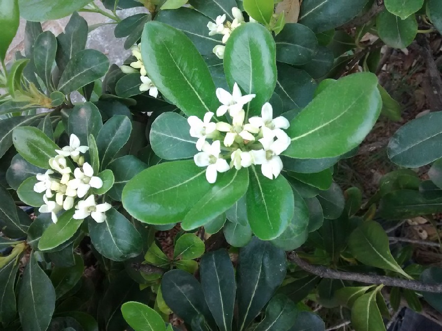plantas con flores plantas con flores