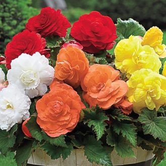 Begonia Superba Mix