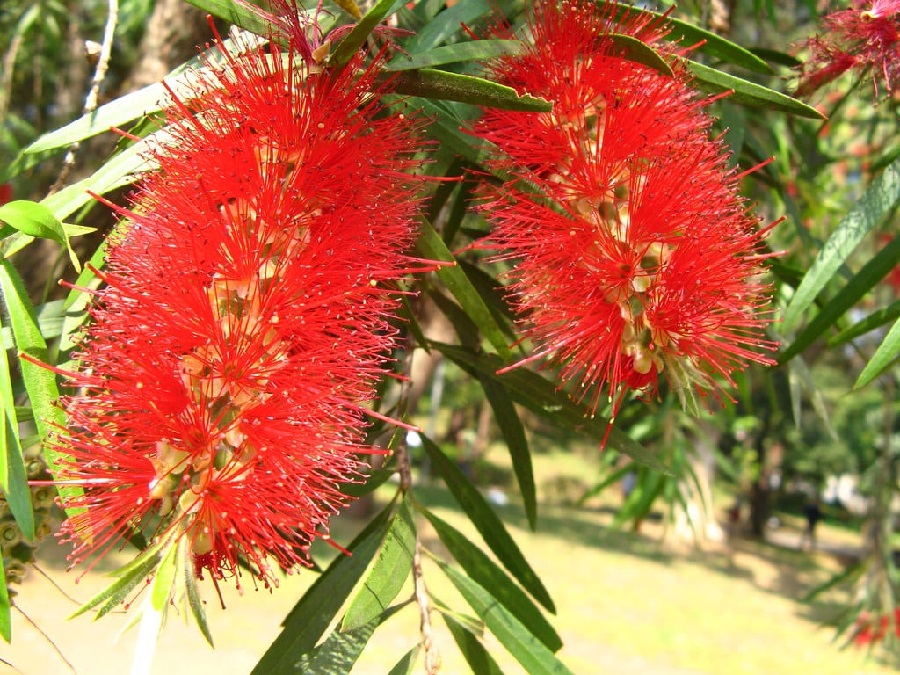 plantas con flores plantas con flores