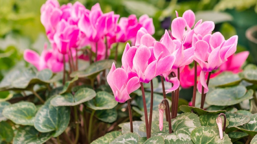 plantas con flores plantas con flores