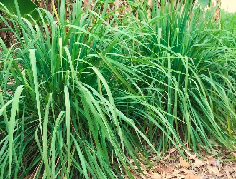 plantas de verano plantas de verano