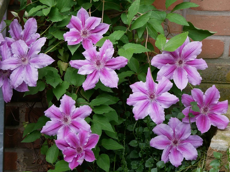 plantas con flores plantas con flores