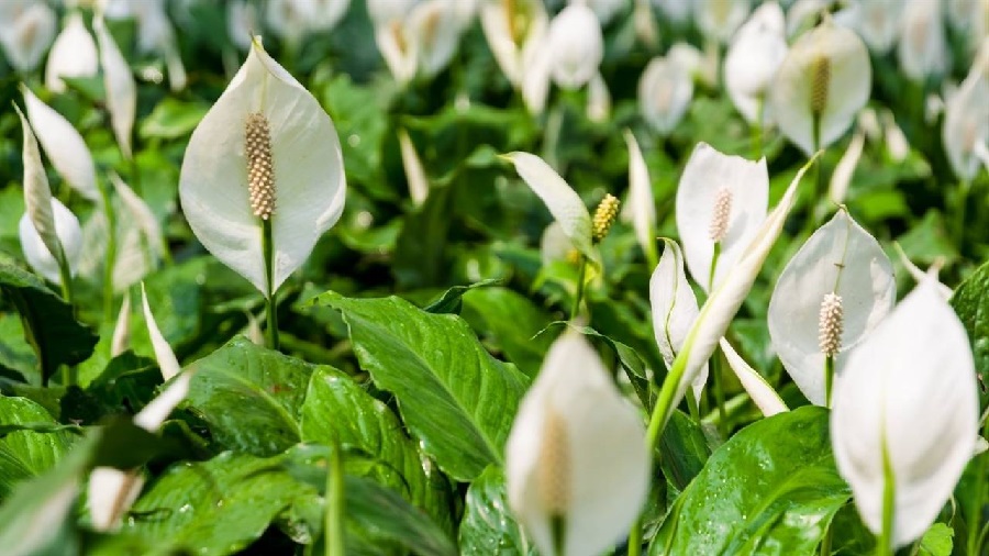 plantas con flores plantas con flores