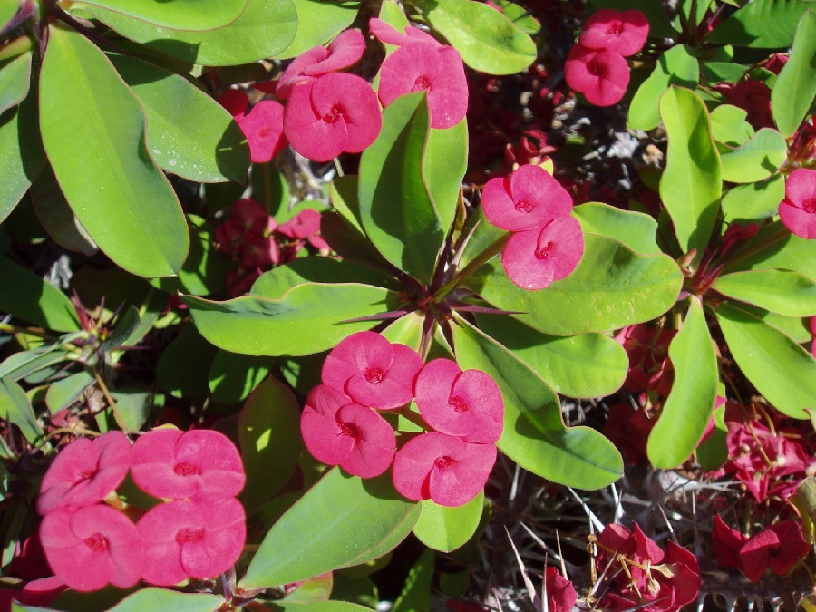 plantas con flores plantas con flores