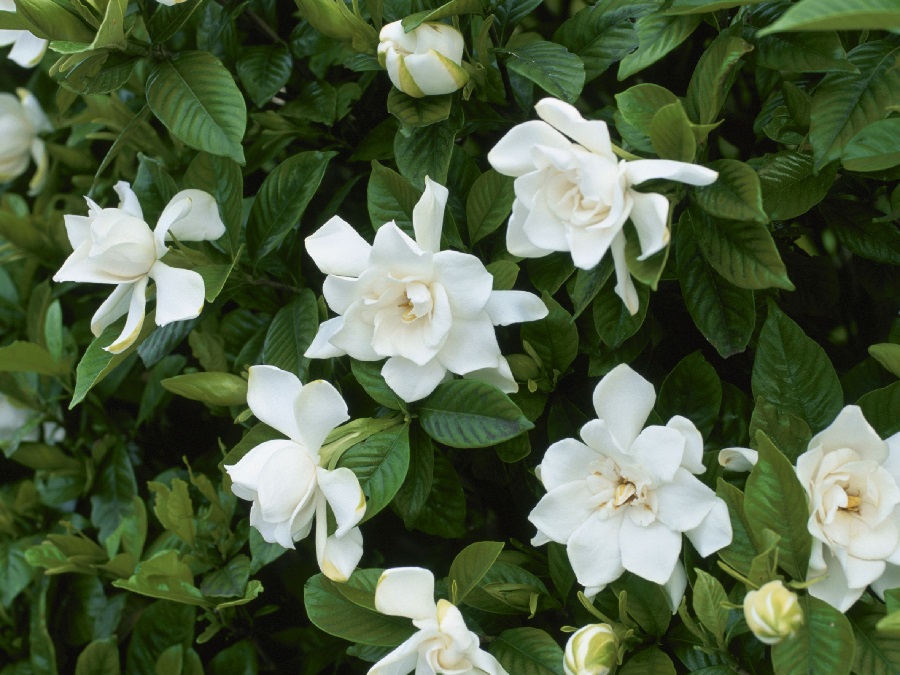 plantas con flores plantas con flores