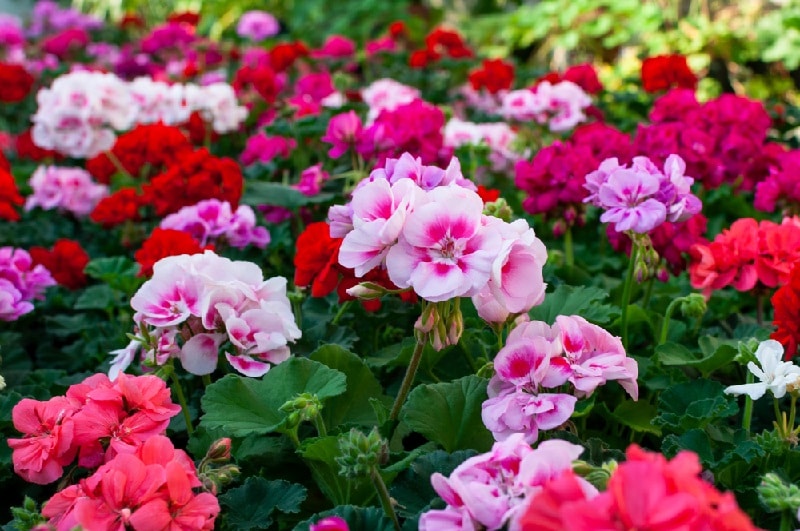 plantas de verano plantas de verano