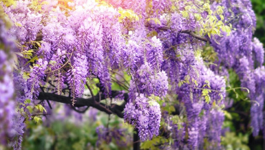plantas con flores plantas con flores