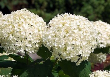 hortensia