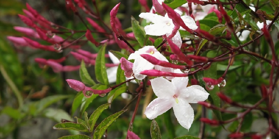 plantas con flores plantas con flores
